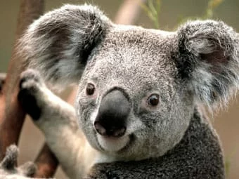 koala 1